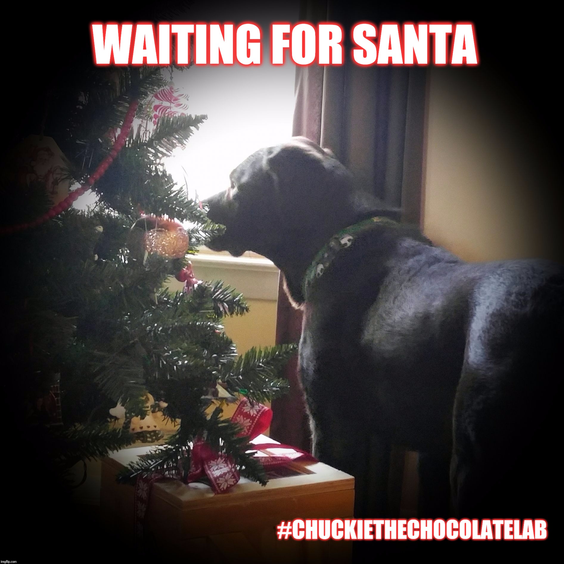 Waiting for Santa  | WAITING FOR SANTA; #CHUCKIETHECHOCOLATELAB | image tagged in chuckie the chocolate lab,christmas,santa,cute,dog,dogs | made w/ Imgflip meme maker