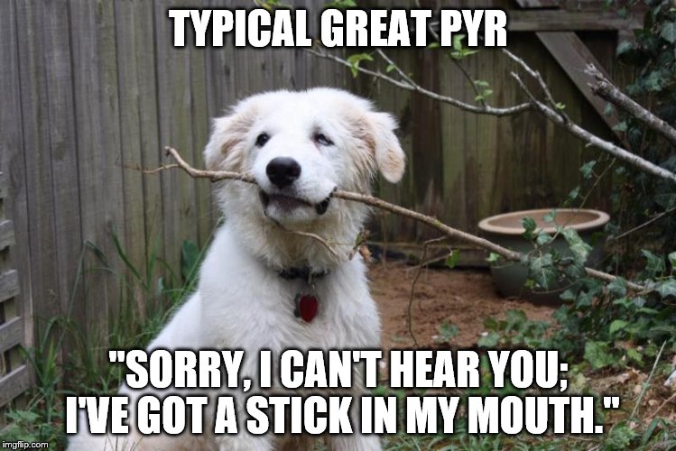TYPICAL GREAT PYR; "SORRY, I CAN'T HEAR YOU; I'VE GOT A STICK IN MY MOUTH." | image tagged in larkin,pry,puppy | made w/ Imgflip meme maker