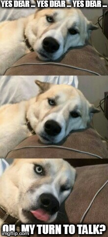 Bored Pun Dog | YES DEAR ... YES DEAR ... YES DEAR ... OH.  MY TURN TO TALK? | image tagged in bored pun dog | made w/ Imgflip meme maker