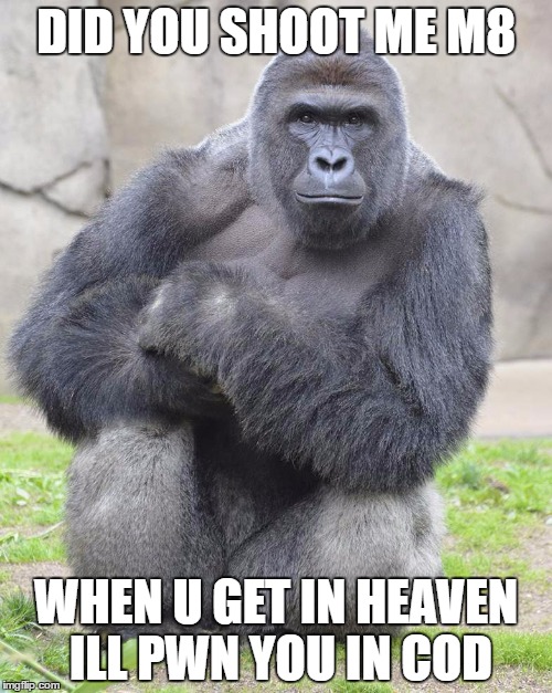 Harambe | DID YOU SHOOT ME M8; WHEN U GET IN HEAVEN ILL PWN YOU IN COD | image tagged in harambe | made w/ Imgflip meme maker