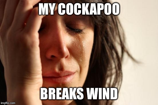 First World Problems Meme | MY COCKAPOO; BREAKS WIND | image tagged in memes,first world problems | made w/ Imgflip meme maker