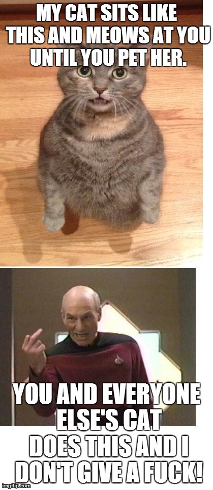 MY CAT SITS LIKE THIS AND MEOWS AT YOU UNTIL YOU PET HER. YOU AND EVERYONE ELSE'S CAT DOES THIS AND I DON'T GIVE A F**K! | made w/ Imgflip meme maker
