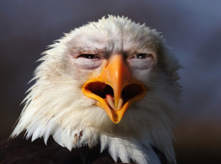High Quality Angry Eagle Trump Blank Meme Template