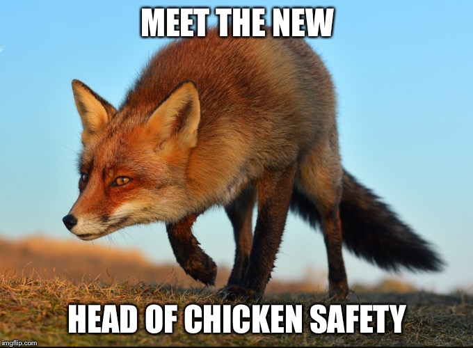 Chicken safety  | MEET THE NEW; HEAD OF CHICKEN SAFETY | image tagged in trump,fox,chicken | made w/ Imgflip meme maker