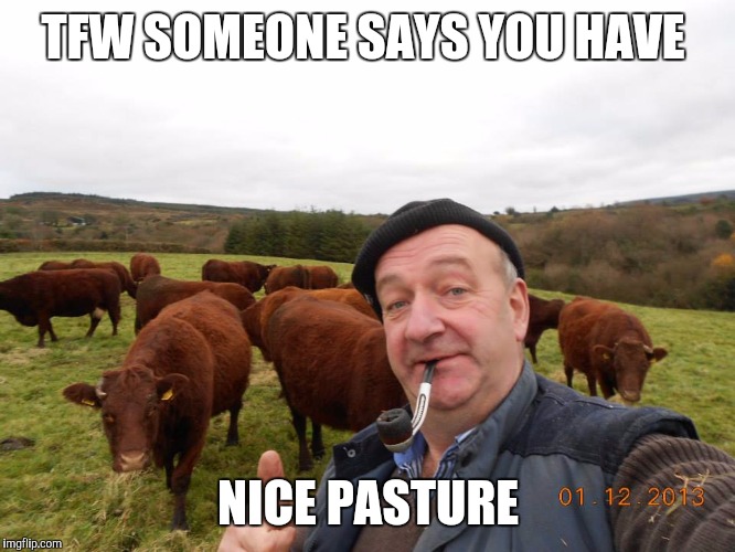 Nice pasture | TFW SOMEONE SAYS YOU HAVE; NICE PASTURE | image tagged in lol | made w/ Imgflip meme maker