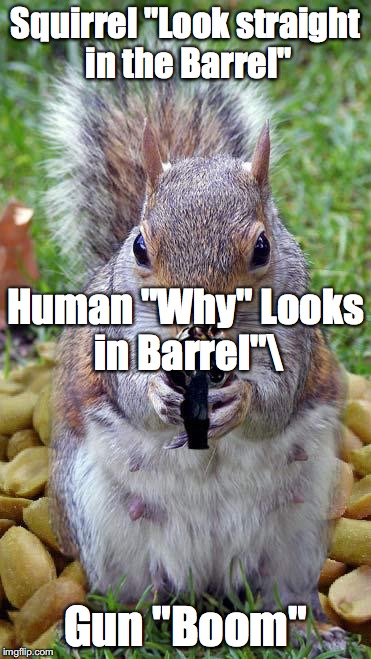 funny squirrels with guns (5) | Squirrel "Look straight in the Barrel"; Human "Why" Looks in Barrel"\; Gun "Boom" | image tagged in funny squirrels with guns 5 | made w/ Imgflip meme maker