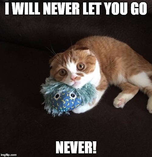 I Will Never Let You Go | I WILL NEVER LET YOU GO; NEVER! | image tagged in cute kittens,kittens | made w/ Imgflip meme maker