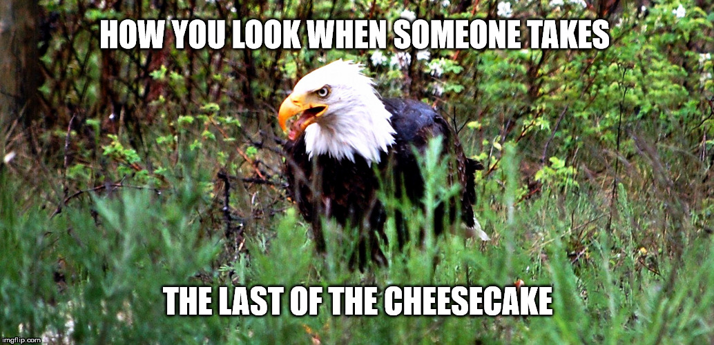 HOW YOU LOOK WHEN SOMEONE TAKES; THE LAST OF THE CHEESECAKE | image tagged in evil eyed eagle | made w/ Imgflip meme maker