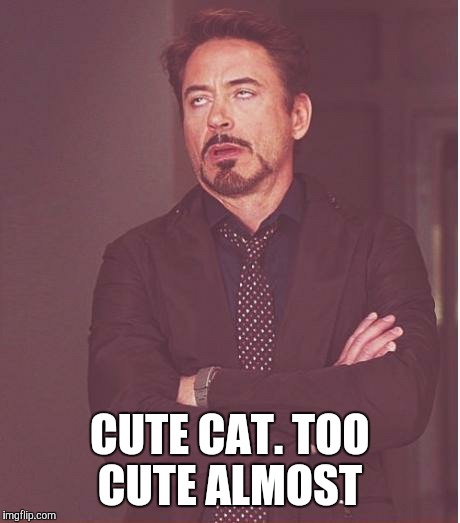 Face You Make Robert Downey Jr Meme | CUTE CAT. TOO CUTE ALMOST | image tagged in memes,face you make robert downey jr | made w/ Imgflip meme maker
