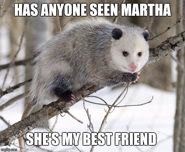 The unsuspected opossum  | HAS ANYONE SEEN MARTHA; SHE'S MY BEST FRIEND | image tagged in the unsuspected opossum | made w/ Imgflip meme maker