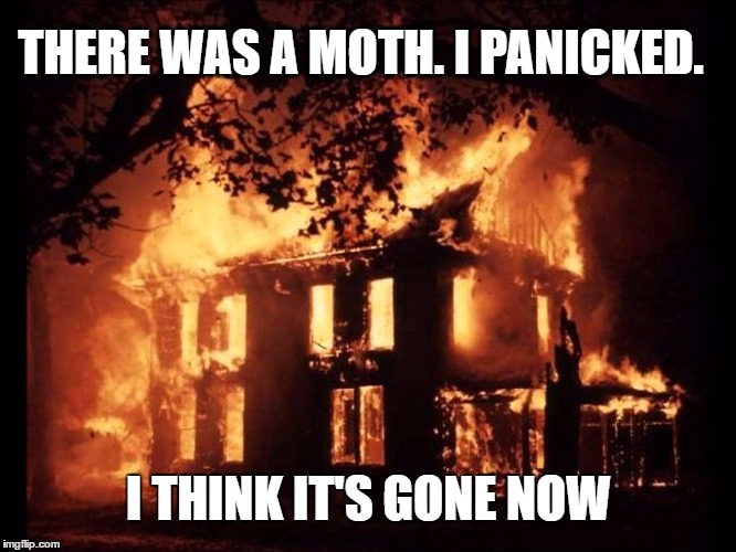 THERE WAS A MOTH. I PANICKED. I THINK IT'S GONE NOW | image tagged in i think it's gone now | made w/ Imgflip meme maker