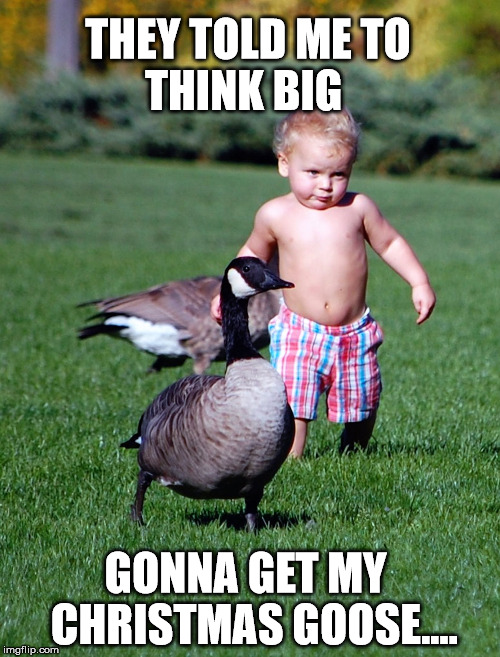 Christmas Goose | THEY TOLD ME TO
     THINK BIG; GONNA GET MY
 CHRISTMAS GOOSE.... | image tagged in goose,merry christmas | made w/ Imgflip meme maker