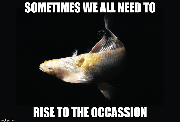 Rise to the occassion | SOMETIMES WE ALL NEED TO; RISE TO THE OCCASSION | image tagged in rise to the occassion,koi | made w/ Imgflip meme maker