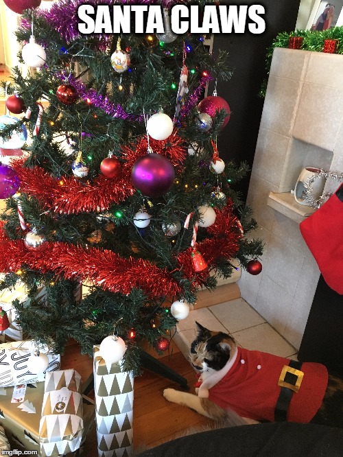 Santa Claws | SANTA CLAWS | image tagged in grumpy cat christmas,claws,santa,christmas tree,cute cat | made w/ Imgflip meme maker