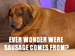 "Hey son? Ever wonder where sausage comes from?" Son: "Wheres the dog ?" | EVER WONDER WERE SAUSAGE COMES FROM? | image tagged in sausage | made w/ Imgflip meme maker