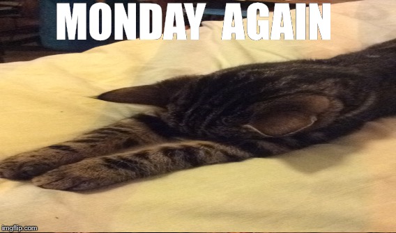 MONDAY 
AGAIN | image tagged in monday,mondays,monday mornings,cats,cat | made w/ Imgflip meme maker