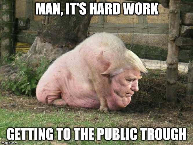 President Piggy | MAN, IT'S HARD WORK; GETTING TO THE PUBLIC TROUGH | image tagged in donald trump,president elect trump,piggy,fuck you donald trump | made w/ Imgflip meme maker