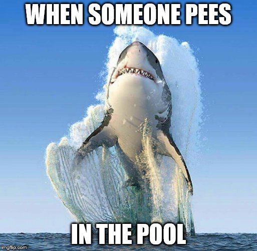 WHEN SOMEONE PEES; IN THE POOL | image tagged in shark | made w/ Imgflip meme maker