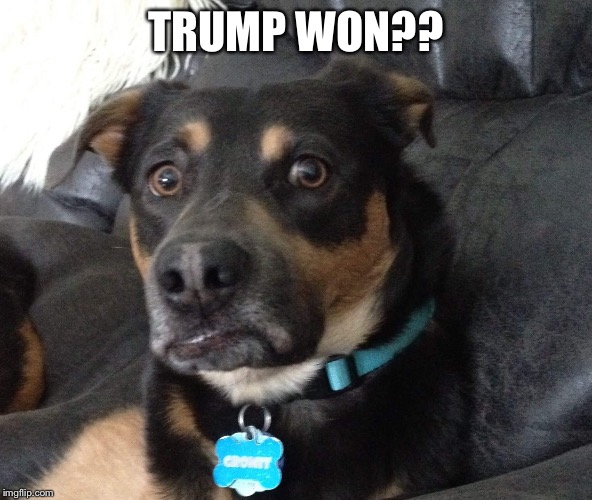 TRUMP WON?? | image tagged in gromit | made w/ Imgflip meme maker