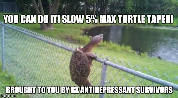 Slow Turtle 5% Taper Method | YOU CAN DO IT! SLOW 5% MAX TURTLE TAPER! BROUGHT TO YOU BY RX ANTIDEPRESSANT SURVIVORS | image tagged in turtle fence escape,turtle,antidepressant,pill,addiction | made w/ Imgflip meme maker