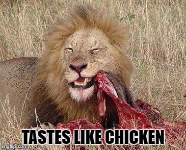 Tastes like chicken! | TASTES LIKE CHICKEN | image tagged in hungry lion,tastes like chicken | made w/ Imgflip meme maker