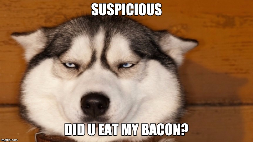SUSPICIOUS; DID U EAT MY BACON? | image tagged in angry dog | made w/ Imgflip meme maker