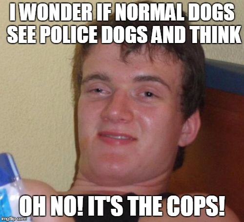 10 Guy Meme | I WONDER IF NORMAL DOGS SEE POLICE DOGS AND THINK; OH NO! IT'S THE COPS! | image tagged in memes,10 guy | made w/ Imgflip meme maker