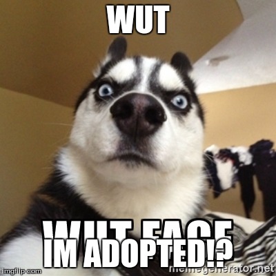 WUT; IM ADOPTED!? | image tagged in dog | made w/ Imgflip meme maker