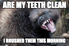 Are my teeth clean | ARE MY TEETH CLEAN; I BRUSHED THEM THIS MORNING | image tagged in weasel | made w/ Imgflip meme maker