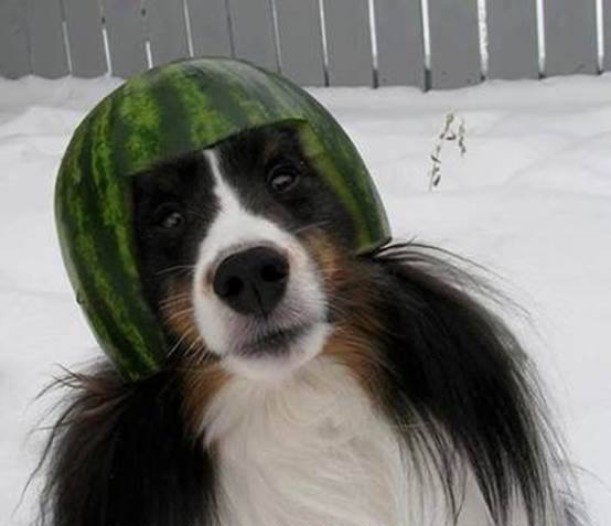 Melon Collie Blank Meme Template