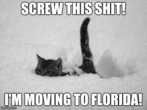 Snow Cat | SCREW THIS SHIT! I'M MOVING TO FLORIDA! | image tagged in snow cat | made w/ Imgflip meme maker
