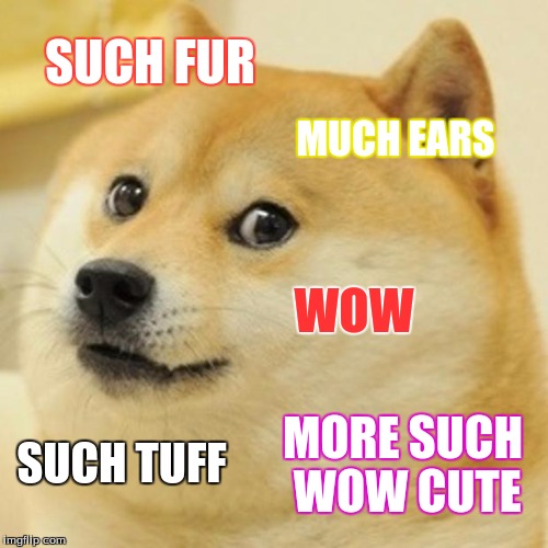 Doge | SUCH FUR; MUCH EARS; WOW; MORE SUCH WOW CUTE; SUCH TUFF | image tagged in memes,doge | made w/ Imgflip meme maker