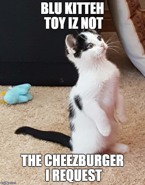 Not Cheezburger | BLU KITTEH TOY IZ NOT; THE CHEEZBURGER I REQUEST | image tagged in kitteh,cheezburger | made w/ Imgflip meme maker