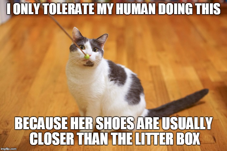 I ONLY TOLERATE MY HUMAN DOING THIS BECAUSE HER SHOES ARE USUALLY CLOSER THAN THE LITTER BOX | made w/ Imgflip meme maker