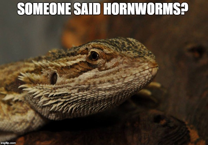 Bearded Dragon wanting hornworms | SOMEONE SAID HORNWORMS? | image tagged in reptile | made w/ Imgflip meme maker