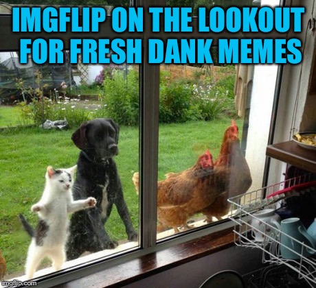 IMGFLIP ON THE LOOKOUT FOR FRESH DANK MEMES | image tagged in memes,imgflip,raydog,chicken,raycat | made w/ Imgflip meme maker