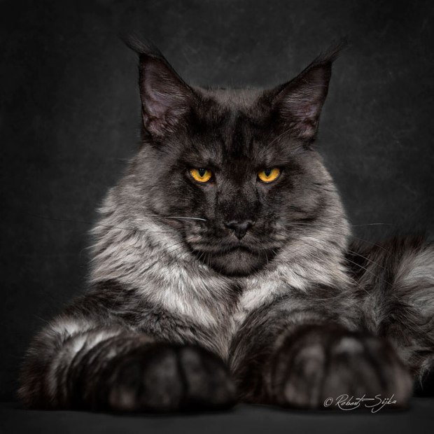 High Quality Annoyed black cat Blank Meme Template