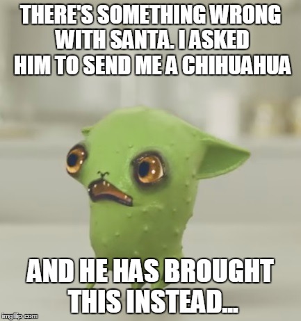 Chihuahua | THERE'S SOMETHING WRONG WITH SANTA. I ASKED HIM TO SEND ME A CHIHUAHUA; AND HE HAS BROUGHT THIS INSTEAD... | image tagged in chihuahua,santa,instead,wrong,brought,sent | made w/ Imgflip meme maker