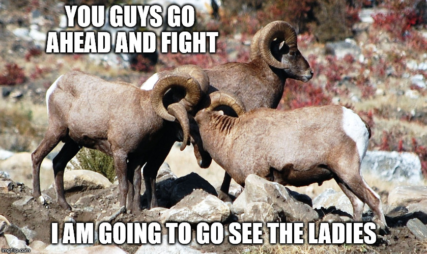 Bighorn Standoff | YOU GUYS GO AHEAD AND FIGHT; I AM GOING TO GO SEE THE LADIES | image tagged in bighorn jungle,wildlife,sheep | made w/ Imgflip meme maker
