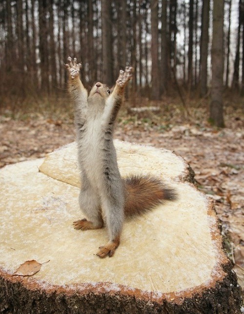 squirrell white flag Blank Meme Template