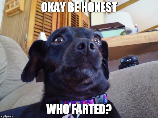 Holly the Dog | OKAY BE HONEST; WHO FARTED? | image tagged in holly the dog | made w/ Imgflip meme maker