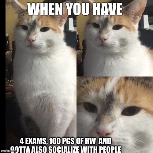 WHEN YOU HAVE; 4 EXAMS, 100 PGS OF HW  AND GOTTA ALSO SOCIALIZE WITH PEOPLE | image tagged in cookie the cat meme | made w/ Imgflip meme maker