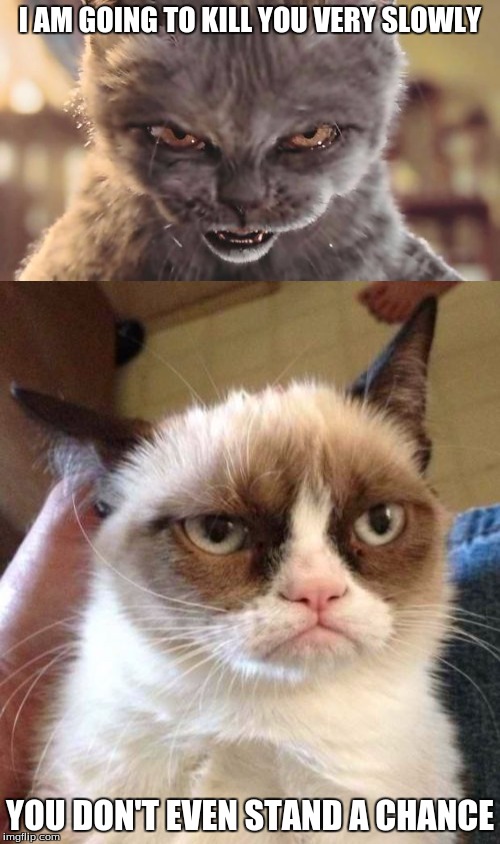 I AM GOING TO KILL YOU VERY SLOWLY; YOU DON'T EVEN STAND A CHANCE | image tagged in grumpy cat | made w/ Imgflip meme maker