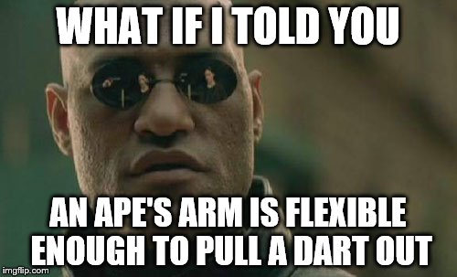 Matrix Morpheus | WHAT IF I TOLD YOU; AN APE'S ARM IS FLEXIBLE ENOUGH TO PULL A DART OUT | image tagged in memes,matrix morpheus | made w/ Imgflip meme maker