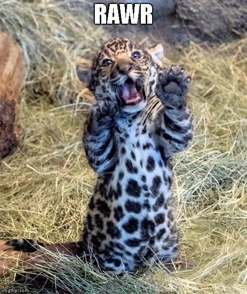 Rawr | RAWR | image tagged in big cats,jaguar kitten,cute,adorable,love | made w/ Imgflip meme maker