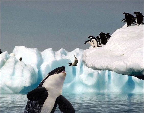 penguins Blank Meme Template