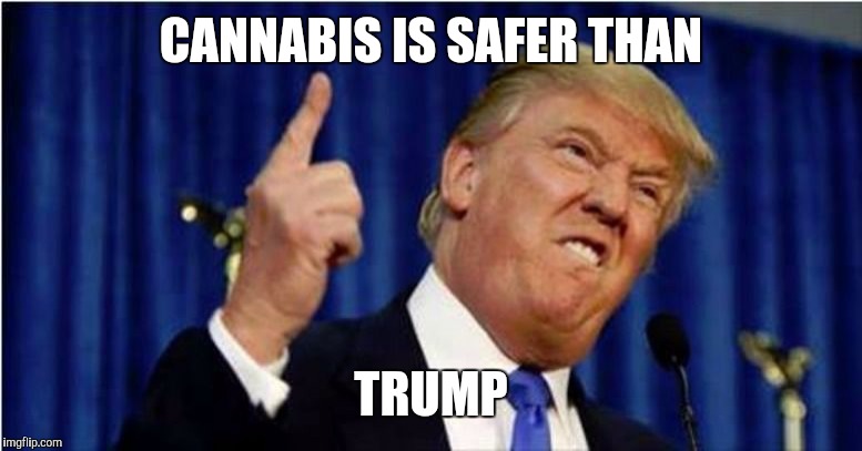 Trump about to lose it | CANNABIS IS SAFER THAN; TRUMP | image tagged in trump about to lose it | made w/ Imgflip meme maker