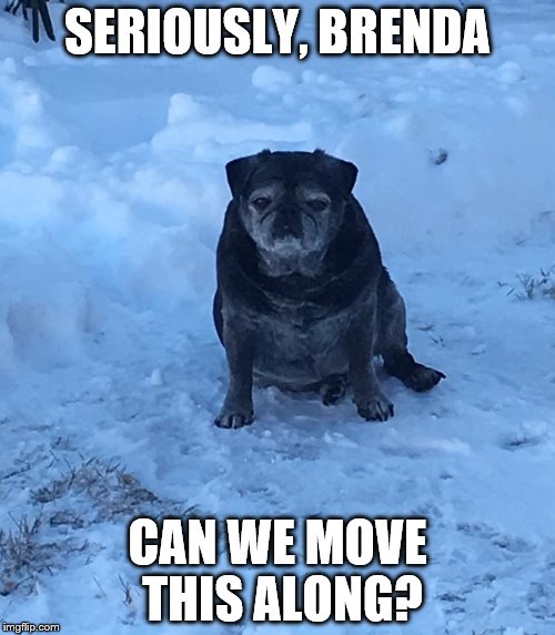 Louie Snow | SERIOUSLY, BRENDA; CAN WE MOVE THIS ALONG? | image tagged in louie,lasereyelouie,adventurepug | made w/ Imgflip meme maker