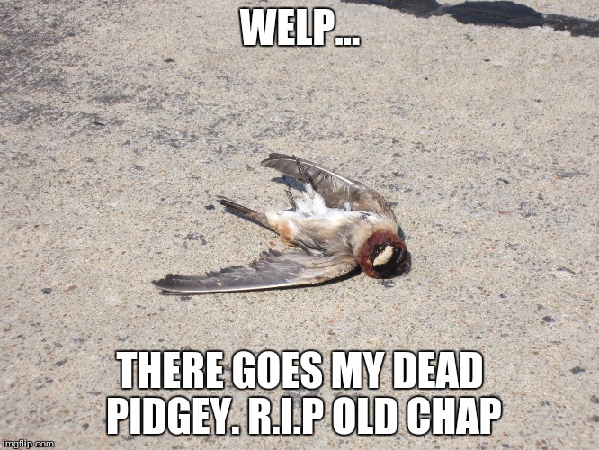 Pokemon go | WELP... THERE GOES MY DEAD PIDGEY. R.I.P OLD CHAP | image tagged in pokemon go | made w/ Imgflip meme maker