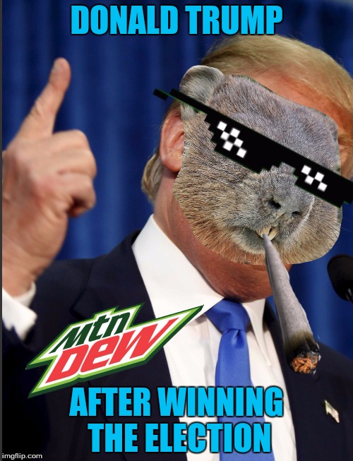 Mlg Groundhog | DONALD TRUMP; AFTER WINNING THE ELECTION | image tagged in mlg groundhog | made w/ Imgflip meme maker